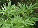 Cannabis Pflanze
