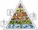 Lebensmittelpyramide