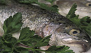 Fischmenue