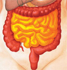 Darm Anatomie