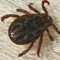 Zeckenstiche