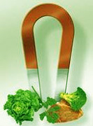Eisenlieferanten Gem�se Fleisch