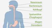 Anatomie des oberen Verdauungstraktes