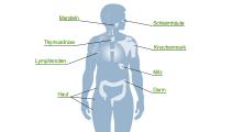 Organsysteme des Immunsystems