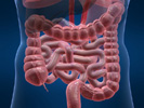 Verdauung Anatomie 