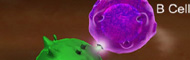 Immunsystem st�rken, Immunstimulation