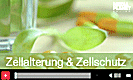 Zellalterung und Zellschutz