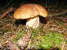 Steinpilz