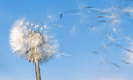 Videos: Allergien und Immunsystem