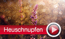 Heuschnupfen