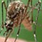 Insektenschutz