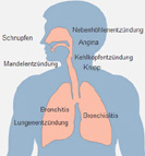 Atemwegserkrankung Anatomie