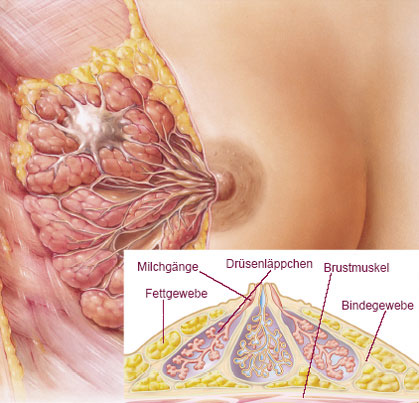 Anatomischer Aufbau der Brustdrüse