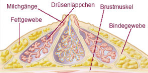 Brustaufbau