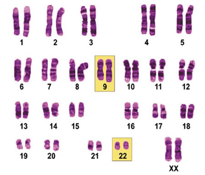 Chromosomen