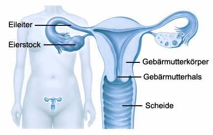 Weibliche Geschlechtsorgane