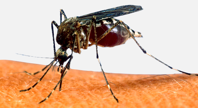 Das Gelbfieber-Virus wird von Mücken übertragen
