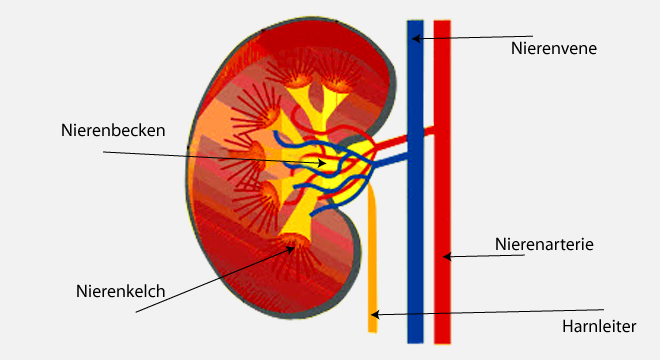 Glomerulonephritis: Entzündliche Veränderungen der Nierenkörperchen