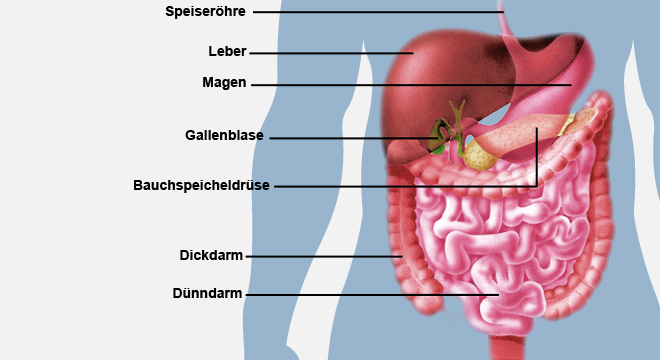 Leberkrebs: Anatomie der Verdauungsorgane