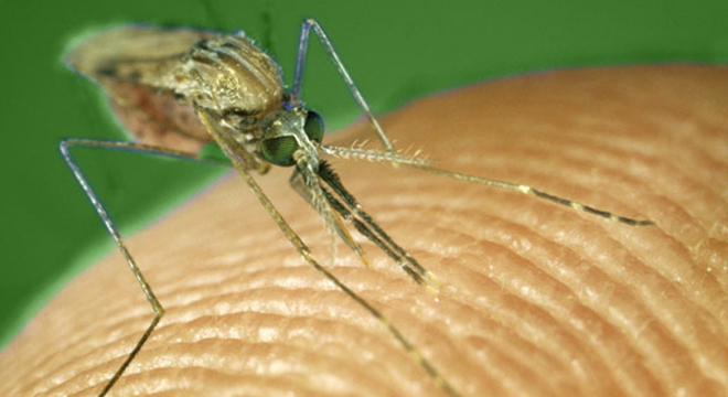 Malaria: Übertragung durch die Anopheles Mücke
