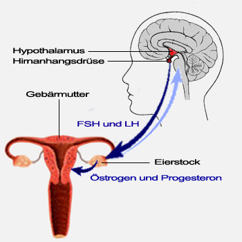 Aufgaben der Hormone