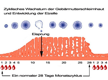 Normaler weiblicher Monatszyklus