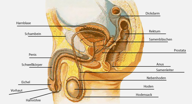 prostata entzündung dauer