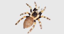 Angststörung: Spinnenphobie