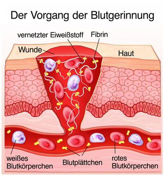 Blutgerinnung Vorgang