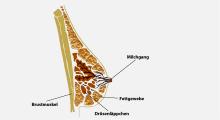 Brustentzündung: Häufig in der Stillzeit