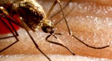 Dengue-Fieber: Tropische Virusinfektion