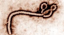 Ebola-Fieber: Verursacher ist das Ebola-Virus