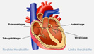 herz kreislauf kl