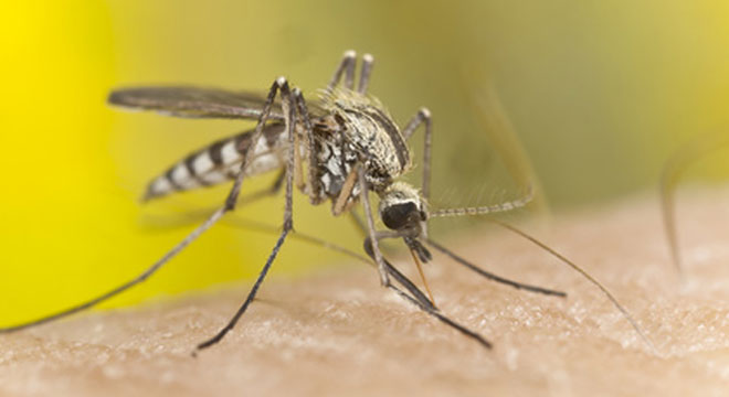 Leishmaniose: durch Mücken übertragene seltene tropische Infektionskrankheit