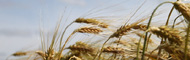 Nahrungsmittel: Allergie, Unverträglichkeit