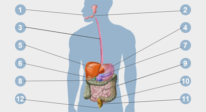 verdauungssystem onlinevers