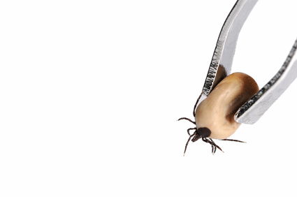 Lyme-Borreliose: Zeckenschutz und Zecke möglichst bald entfernen